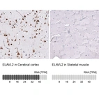 Anti-ELAVL2 Antibody