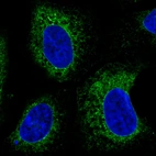Immunofluorescence staining in U2OS cell line with Anti-PDIA3 monoclonal antibody, showing specific staining of endoplasmic reticulum in green. Microtubule- and nuclear probes are visualized in red and blue respectively (where available).