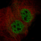 Immunofluorescence staining in A-431 cell line with Anti-ELAVL2 monoclonal antibody, showing specific staining of nucleoplasm in green. Microtubule- and nuclear probes are visualized in red and blue respectively (where available).