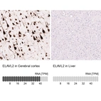 Anti-ELAVL2 Antibody
