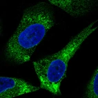 Immunofluorescence staining in U251 cell line with Anti-PDIA3 monoclonal antibody, showing specific staining of endoplasmic reticulum in green. Microtubule- and nuclear probes are visualized in red and blue respectively (where available).