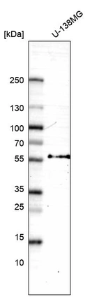 Western blot analysis in human cell line U-138MG.