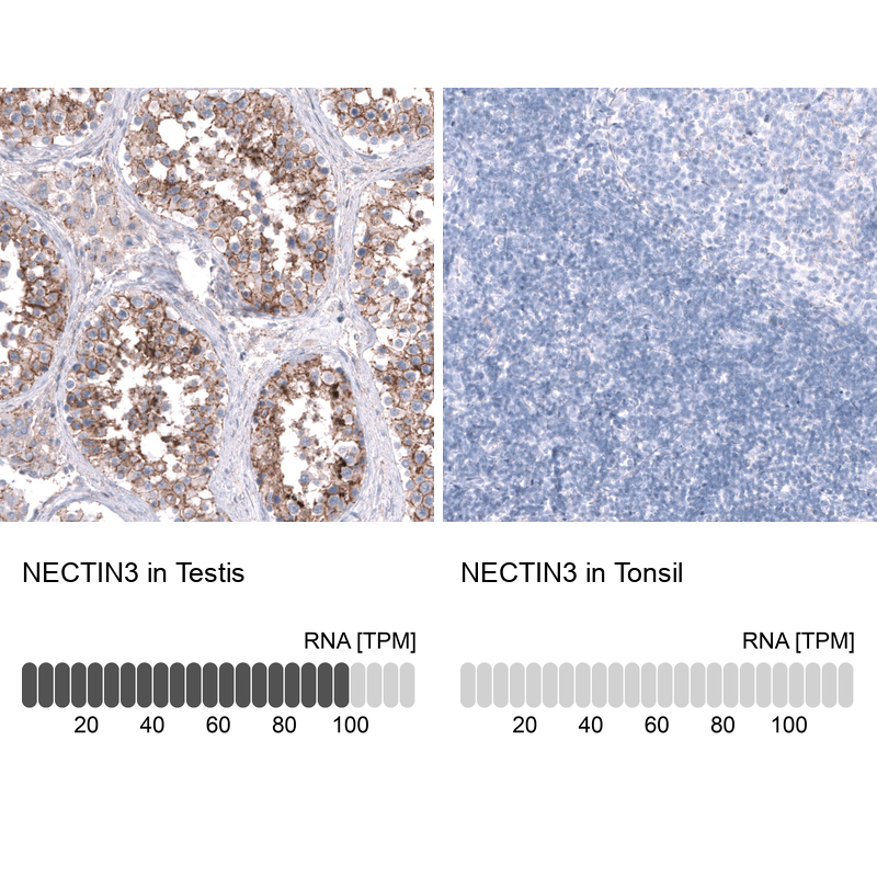Anti-NECTIN3 Antibody