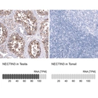 Anti-NECTIN3 Antibody