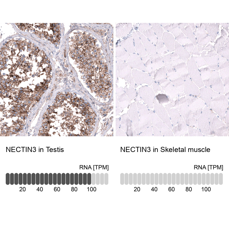 Anti-NECTIN3 Antibody