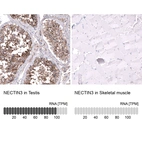 Anti-NECTIN3 Antibody