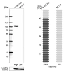 Western blot analysis in human cell lines U-251MG and MCF-7 using Anti-NECTIN3 antibody. Corresponding NECTIN3 RNA-seq data are presented for the same cell lines. Loading control: Anti-GAPDH.