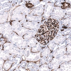 Immunohistochemical staining of human kidney shows strong positivity in endothelial cells.