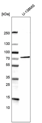 Western blot analysis in human cell line U-138MG.