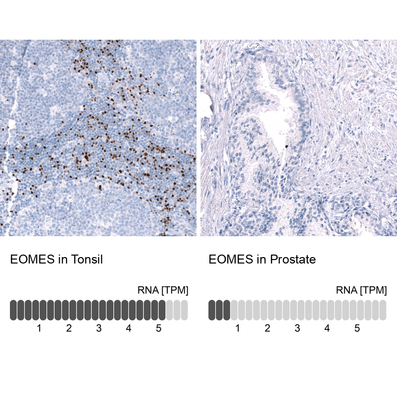 Anti-EOMES Antibody