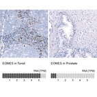 Anti-EOMES Antibody