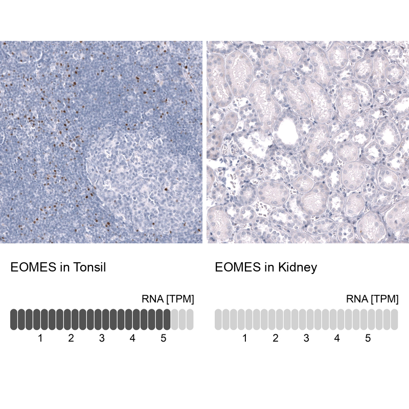 Anti-EOMES Antibody
