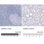 Anti-EOMES Antibody