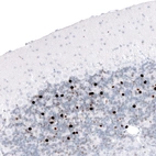 Immunohistochemical staining of rat cerebellum shows strong nuclear positivity in cells in the granular layer.