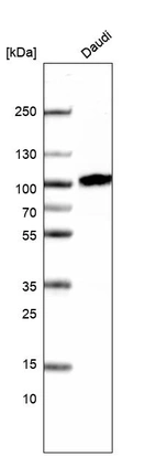 Western blot analysis in human cell line Daudi.