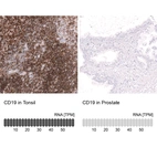 Anti-CD19 Antibody