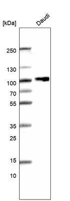 Western blot analysis in human cell line Daudi.