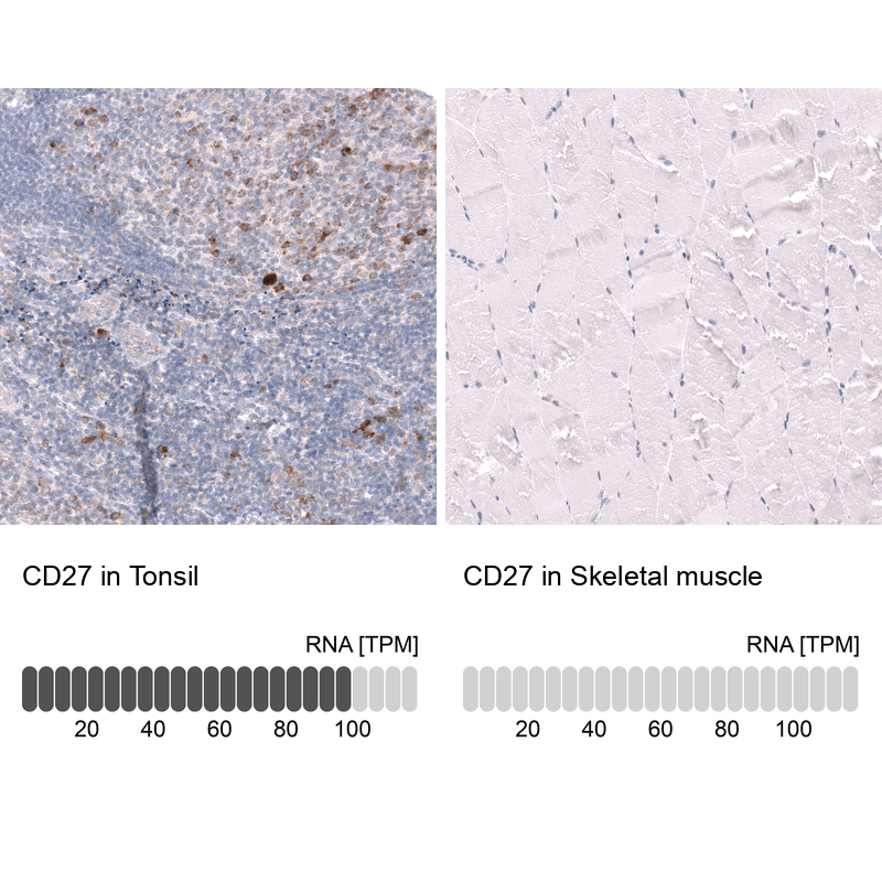 Anti-CD27 Antibody