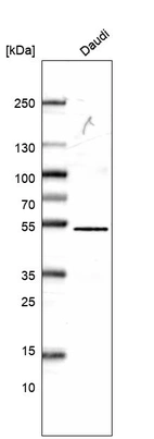 Western blot analysis in human cell line Daudi.