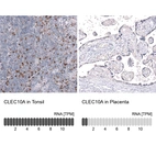 Anti-CLEC10A Antibody