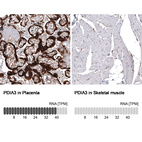 Anti-PDIA3 Antibody