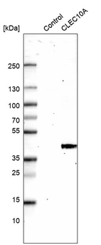 Western blot analysis in control (vector only transfected HEK293T lysate) and CLEC10A over-expression lysate (Co-expressed with a C-terminal myc-DDK tag (~3.1 kDa) in mammalian HEK293T cells, LY405320).