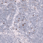 Immunohistochemical staining of human lymph node shows strong membranous positivity in non-germinal center cells.