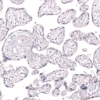 Immunohistochemical staining of human placenta shows no positivity in trophoblastic cells as expected.