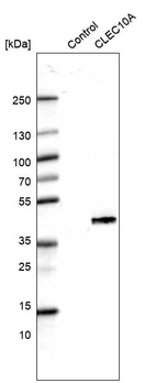 Western blot analysis in control (vector only transfected HEK293T lysate) and CLEC10A over-expression lysate (Co-expressed with a C-terminal myc-DDK tag (~3.1 kDa) in mammalian HEK293T cells, LY405320).