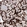 Anti-PDIA3 Antibody