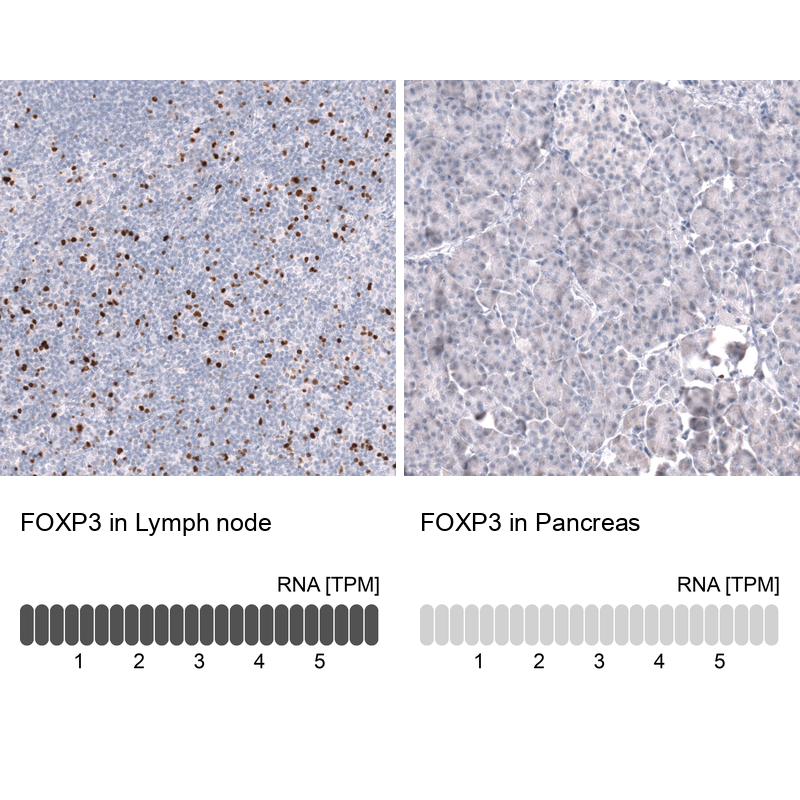 Anti-FOXP3 Antibody