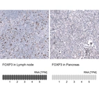 Anti-FOXP3 Antibody