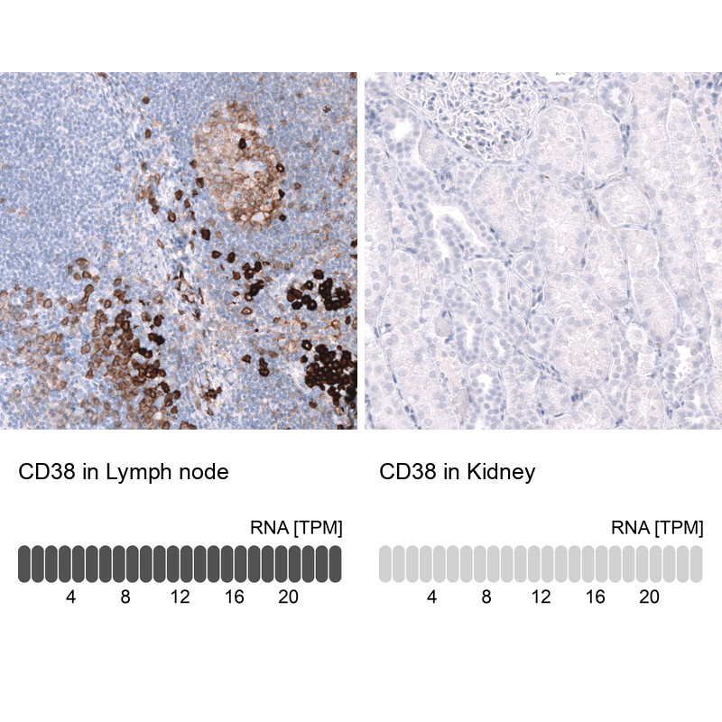 Anti-CD38 Antibody