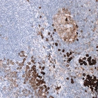 Immunohistochemical staining of human lymph node shows strong membranous positivity in non-germinal center cells and moderate membranous positivity in germinal center cells.