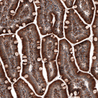 Immunohistochemical staining of human small intestine shows strong cytoplasmic positivity in glandular cells.