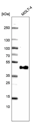 Western blot analysis in human cell line MOLT-4.