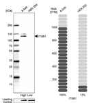Western blot analysis in human cell lines A-549 and HEK293 using Anti-ITGB1 antibody. Corresponding ITGB1 RNA-seq data are presented for the same cell lines. Loading control: Anti-PARP1.