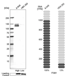 Western blot analysis in human cell lines A-549 and HEK293 using Anti-ITGB1 antibody. Corresponding ITGB1 RNA-seq data are presented for the same cell lines. Loading control: Anti-PARP1.
