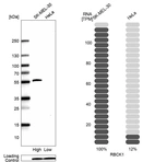 Anti-RBCK1 Antibody