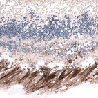 Immunohistochemical staining of human eye retina shows strong positivity in the nerve fiber layer.