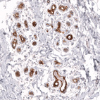Immunohistochemical staining of human breast shows strong membranous positivity in glandular cells.