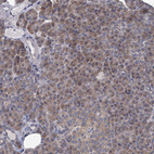Immunohistochemical staining of human pancreas shows moderate cytoplasmic positivity in exocrine glandular cells.