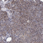 Immunohistochemical staining of human pancreas shows moderate cytoplasmic positivity in exocrine glandular cells.