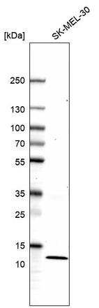 Western blot analysis in human cell line SK-MEL-30.