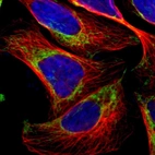Immunofluorescent staining of human cell line U-2 OS shows localization to mitochondria.
