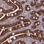 Immunohistochemical staining of human small intestine shows strong cytoplasmic granular positivity in glandular cells.