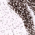 Immunohistochemical staining of rat cerebellum shows strong nuclear positivity in cells in molecular and granular layers.