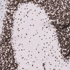 Immunohistochemical staining of mouse cerebellum shows strong nuclear positivity in molecular layer cells and in granular layer cells.