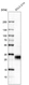 Anti-TNFRSF18 Antibody