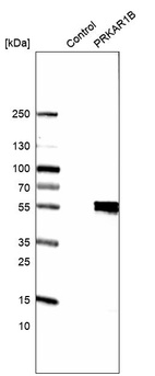 Western blot analysis in control (vector only transfected HEK293T lysate) and PRKAR1B over-expression lysate (Co-expressed with a C-terminal myc-DDK tag (~3.1 kDa) in mammalian HEK293T cells, LY400964).
